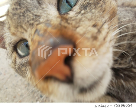 きじとら 猫の鼻 猫ドアップの写真素材