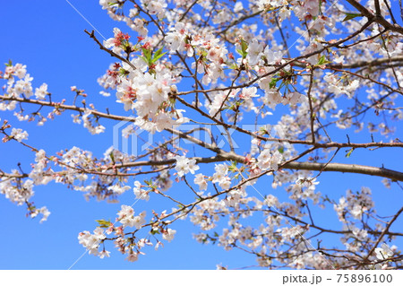 桜と青空 背景素材 春イメージ 桜と青空 背景素材 春イメージ 75896100
