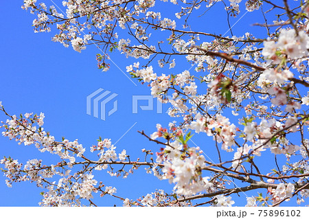 桜と青空 背景素材 春イメージ 桜と青空 背景素材 春イメージ 75896102