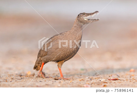 Red-billed francolin with crocodile head Red-billed francolin with crocodile head 75896141