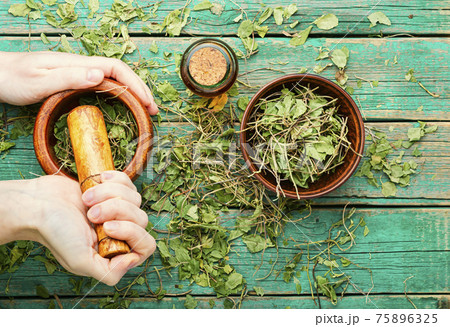 Orthilia secunda,healing herbs 75896325