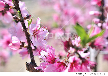 桃畑の桃の花 桃畑の桃の花 75896404