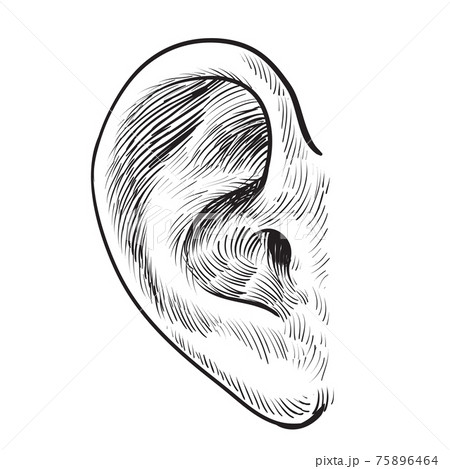 Hand drawn ear 75896464