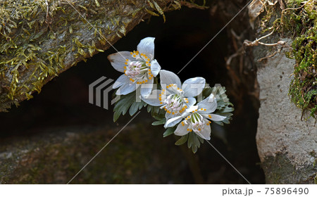 花 風花 白 75896490
