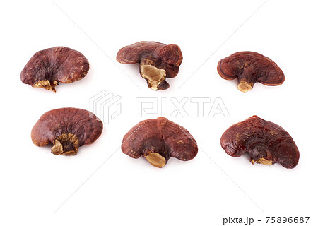 Lingzhi Mushroom Ganoderma Lucidum Isolated on white background 75896687