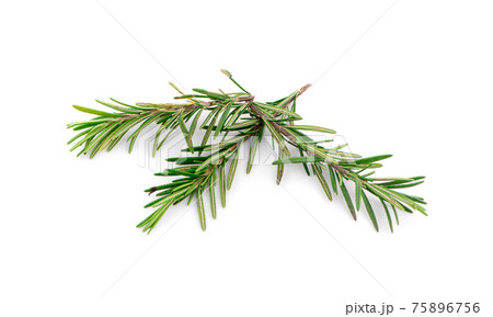 rosemary isolated on a white background rosemary isolated on a white background 75896756