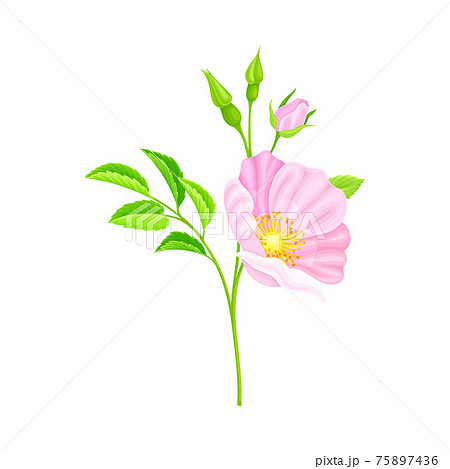 Rosa Canina or Dog Rose with Pale Pink Flower and Green Pinnate Leaves on Stem Vector Illustration Rosa Canina or Dog Rose with Pale Pink Flower and Green Pinnate Leaves on Stem Vector Illustration 75897436