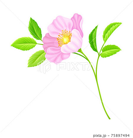 Dog Rose, Rosa Canina or Rosehip with Pale Pink Flower and Green Pinnate Leaves on Stem Vector Illustration 75897494