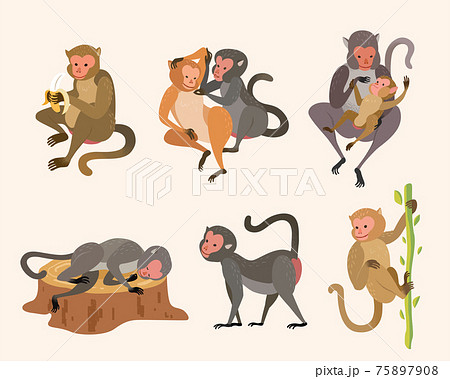 Taiwanese macaque monkey set 75897908