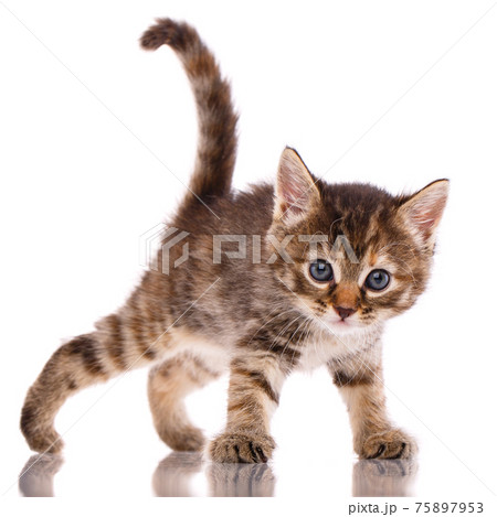 Portrait of a little kitten on a white background. 75897953
