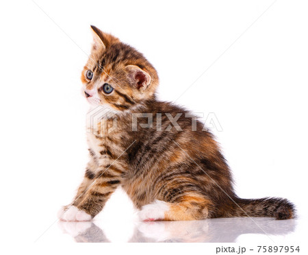 Kitten with a playful facial expression on a white background. 75897954
