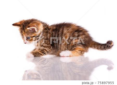 Funny curious cat on a white background. Funny curious cat on a white background. 75897955