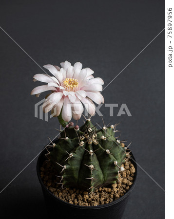 Cactus flower light pink colours full bloom gymnocalycium cactus flowers 75897956