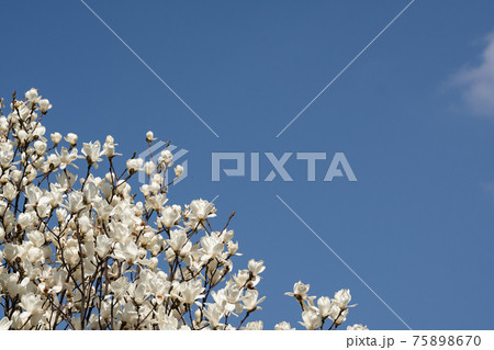 白い木蓮の花と快晴の空のコピースペースの写真素材