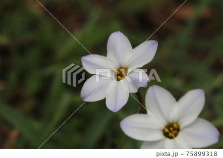 早春の花壇に咲くハナニラの白い花 早春の花壇に咲くハナニラの白い花 75899318