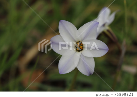 早春の花壇に咲くハナニラの白い花 早春の花壇に咲くハナニラの白い花 75899321