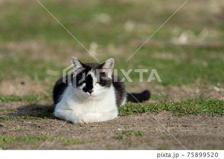 のんびり過ごす猫 のんびり過ごす猫 75899520