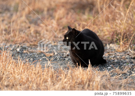 黒猫 75899635