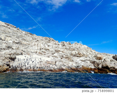 白い岩と青い空 海が美しいケープペンギン アフリカペンギン の楽園 セントクロア島 南アフリカ の写真素材