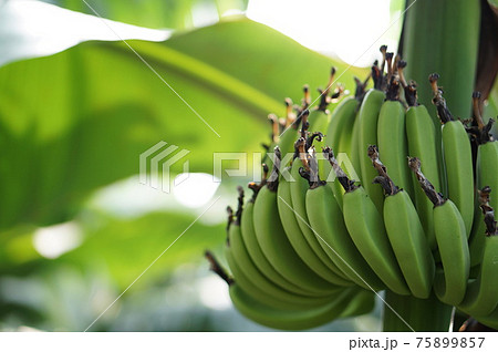 台湾バナナ 75899857