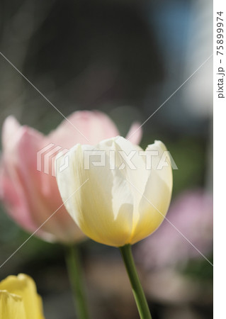 白とピンクの可愛いチューリップの花の写真素材
