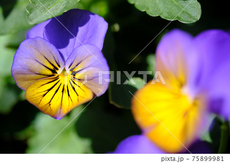 正面にある黄色と紫色の可愛いビオラ 75899981