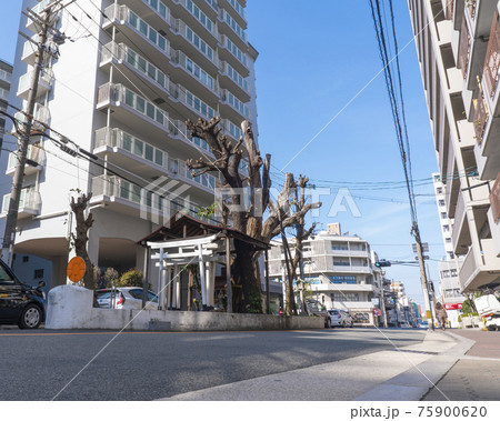 楠木大神 【大阪市 谷町7丁目交差点東側】 楠木大神 【大阪市 谷町7丁目交差点東側】 75900620