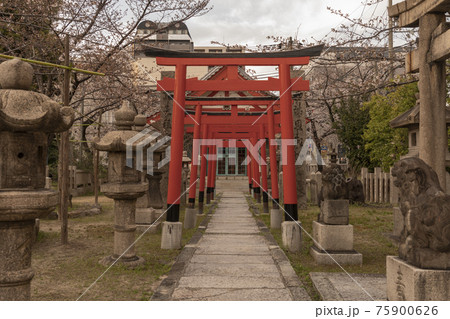 土佐稲荷神社　若宮神社　夕暮れ時　春【大阪市西区】 75900626
