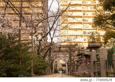土佐稲荷神社　鳥居　夕暮れ時　春　三分咲き【大阪市西区】 75900629