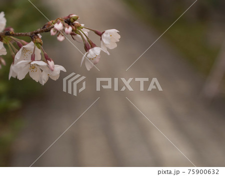 土佐稲荷神社　桜　夕暮れ時　春【大阪市西区】 75900632