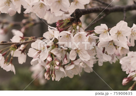 土佐稲荷神社　桜　夕暮れ時　春【大阪市西区】 75900635