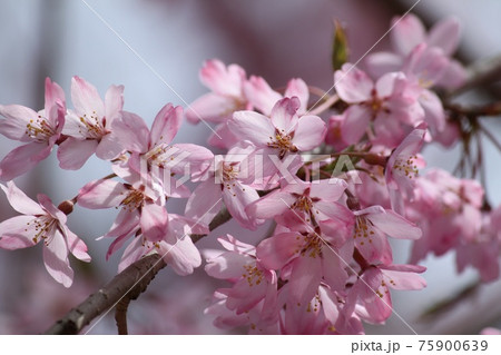 阿漕が浦公園の桜 阿漕が浦公園の桜 75900639
