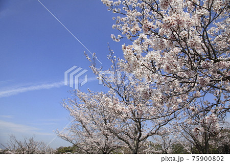 大牟田市 甘木山公園 桜、 大牟田市 甘木山公園 桜、 75900802