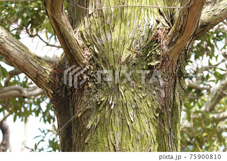 大木の幹 大木の幹 75900810