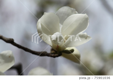 こぶしの花 こぶしの花 75901036
