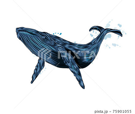 Humpback Whale Blue Whale From A Splash Of のイラスト素材