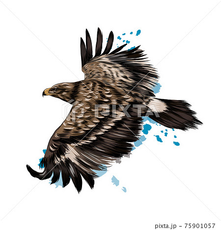 Eagle Flying - Drawing Skill