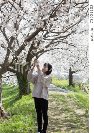 桜並木でお花見をする女性 桜並木でお花見をする女性 75901102