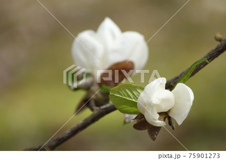 こぶしの花 こぶしの花 75901273