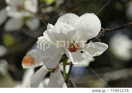 こぶしの花 こぶしの花 75901278