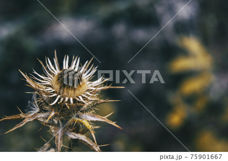 dried carlina flower in sepia color and dried on a mountain dried carlina flower in sepia color and dried on a mountain 75901667