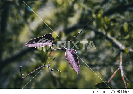 leave close up view of a smilax leave close up view of a smilax 75901668