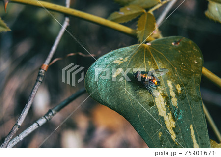 leave close up view of a smilax aspera with a fly 75901671