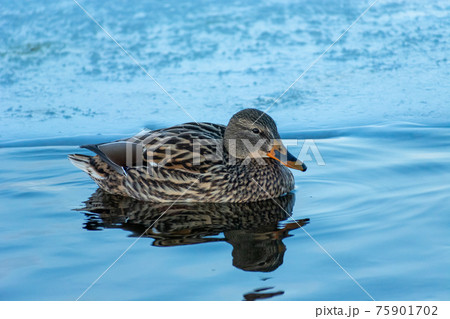 A female mallard duck swimming in the water A female mallard duck swimming in the water 75901702