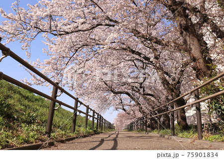多摩川土手〜桜のトンネル 75901834