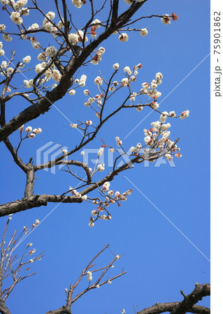 い早春の梅、うすももいろと青空、たつの市世界の梅公園、縦位置 75901862