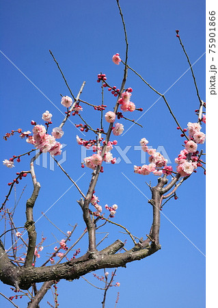 美しい早春の梅、うすももいろと青空、たつの市世界の梅公園 75901866