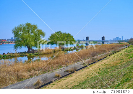 川崎市多摩区登戸の多摩川河川敷から宿河原堰提方面を見る 75901879