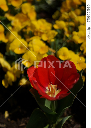 春の暖かな日差しの下 カラフルに咲く赤いチューリップと黄色いビオラの花の写真素材