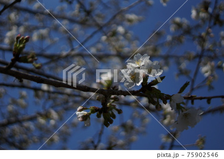 春の暖かな日差しの下 咲き始めた桜の花の写真素材